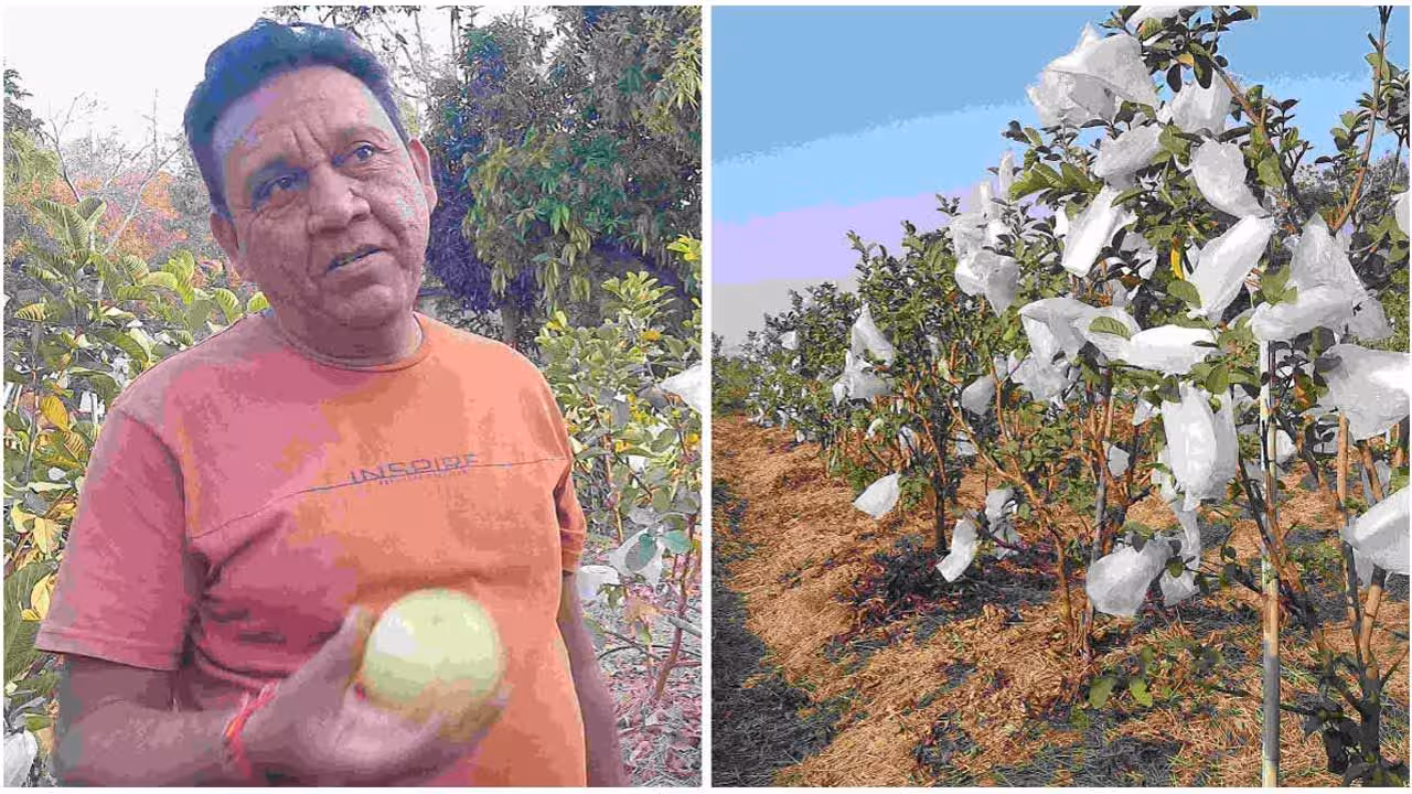 Guava Cultivation | జామ కాయల సాగు.. ఏడాదికి రూ. 50 లక్షల ఆదాయం.. ఇది ఒడిశా రైతు విజయగాథ