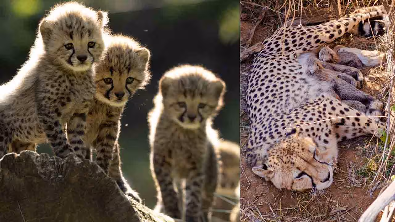 Namibian cheetah | రోజుకు రూ.35వేల మేకల్ని తింటున్న చీతాలు..!