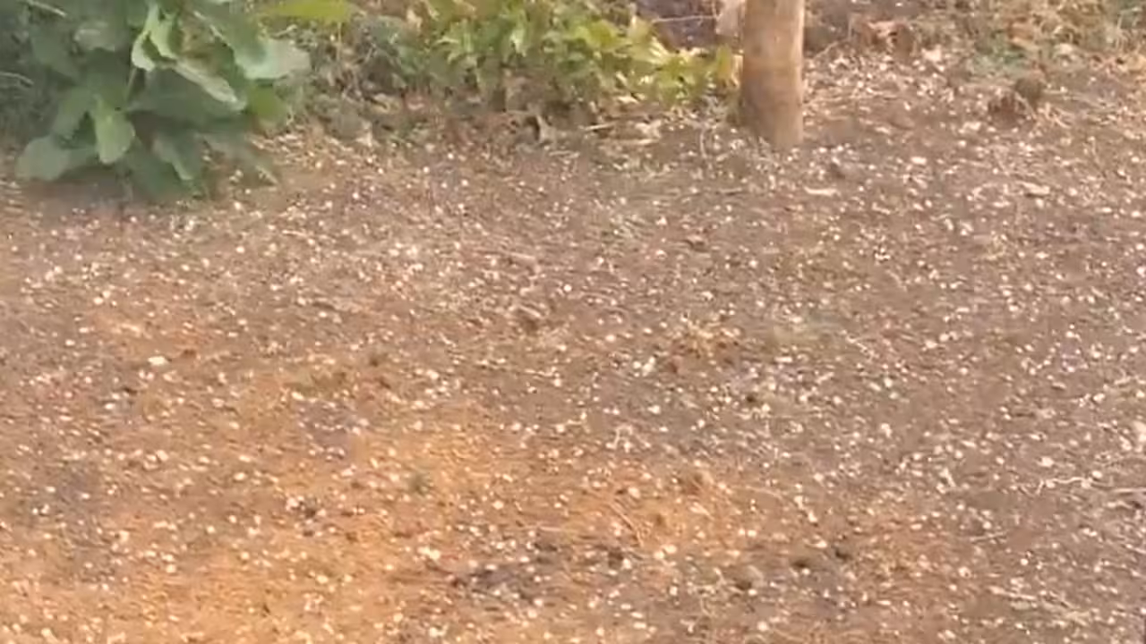 Hail Storm | నిజామాబాద్లో వడగళ్ల వాన.. సిరిసిల్లలో తడిసిన ధాన్యం..!