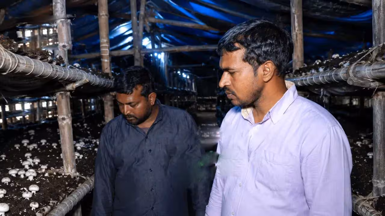 Mushroom Business | రూ. 2500తో పుట్టగొడుగుల వ్యాపారం.. ఏడాదికి రూ. 3 కోట్లు గడిస్తున్న అన్నదమ్ముళ్లు..!