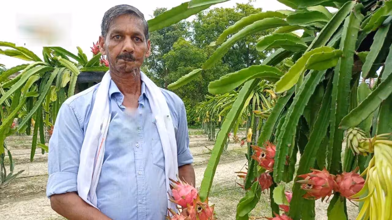 Dragon Fruit Farming | డ్రాగన్ ఫ్రూట్ సాగు.. ఏడాదికి రూ. 30 లక్షలు సంపాదిస్తున్న క్యాన్సర్ పేషెంట్