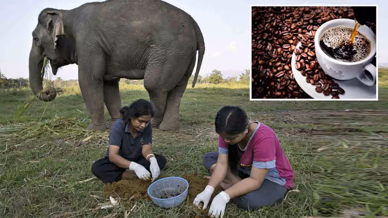 Elephant poop | ఏనుగు పేడతో కాఫీ.. తయారీ విధానం, ధర తెలిస్తే షాకే..!