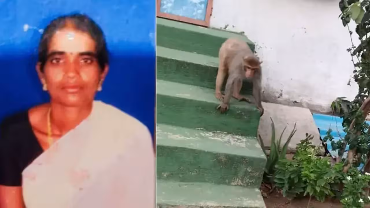 Dharmapuri | ధర్మపురిలో విషాదం.. మహిళ ప్రాణం తీసిన కోతుల కొట్లాట