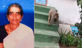 Dharmapuri | ధర్మపురిలో విషాదం.. మహిళ ప్రాణం తీసిన కోతుల కొట్లాట