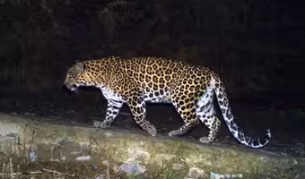 Leopard | శంషాబాద్ విమానాశ్ర‌యం స‌మీపంలో చిరుత సంచారం.. భ‌యాందోళ‌న‌ల్లో స్థానికులు
