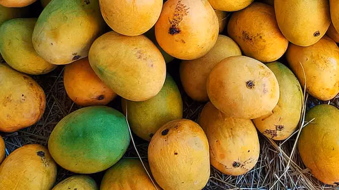 Indian Mangoes | భారతీయ మామిడి పండ్లపై నేపాల్ నిషేధం..? కేంద్రం క్లారిటీ