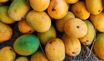 Indian Mangoes | భారతీయ మామిడి పండ్లపై నేపాల్ నిషేధం..? కేంద్రం క్లారిటీ
