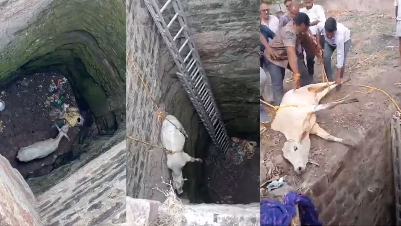 Cow fell into the well | 200 అడుగుల లోతైన బావిలో పడిన ఆవు.. తర్వాత ఏం జరిగిందంటే!