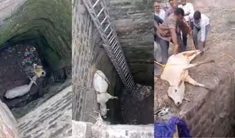 Cow fell into the well | 200 అడుగుల లోతైన బావిలో పడిన ఆవు.. తర్వాత ఏం జరిగిందంటే!