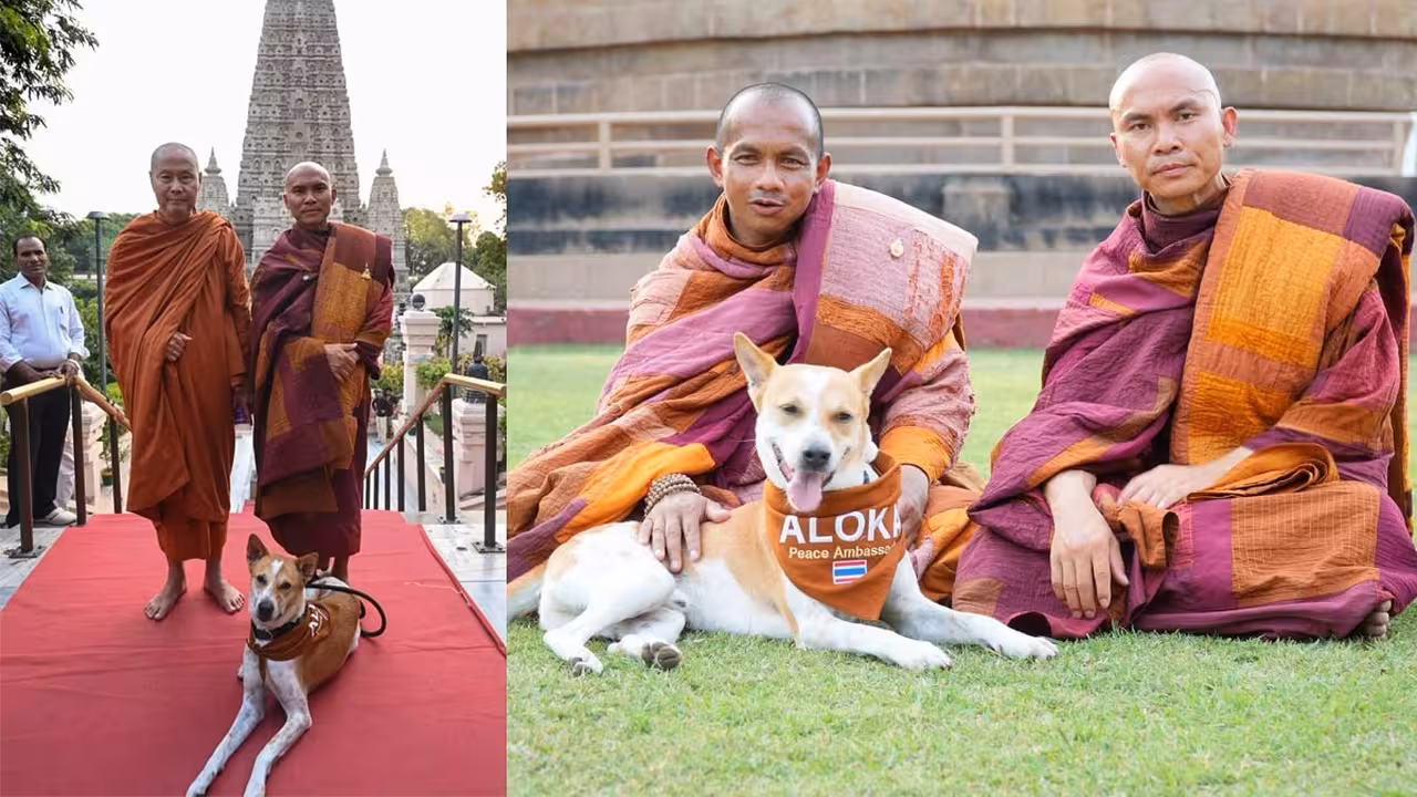 Aloka The Peace Dog | ప్రపంచాన్ని చుట్టేస్తున్న భారతీయ వీధి కుక్క ‘అలోక’: గ్లోబల్ పీస్ డాగ్గా ఎలా మారిందంటే?