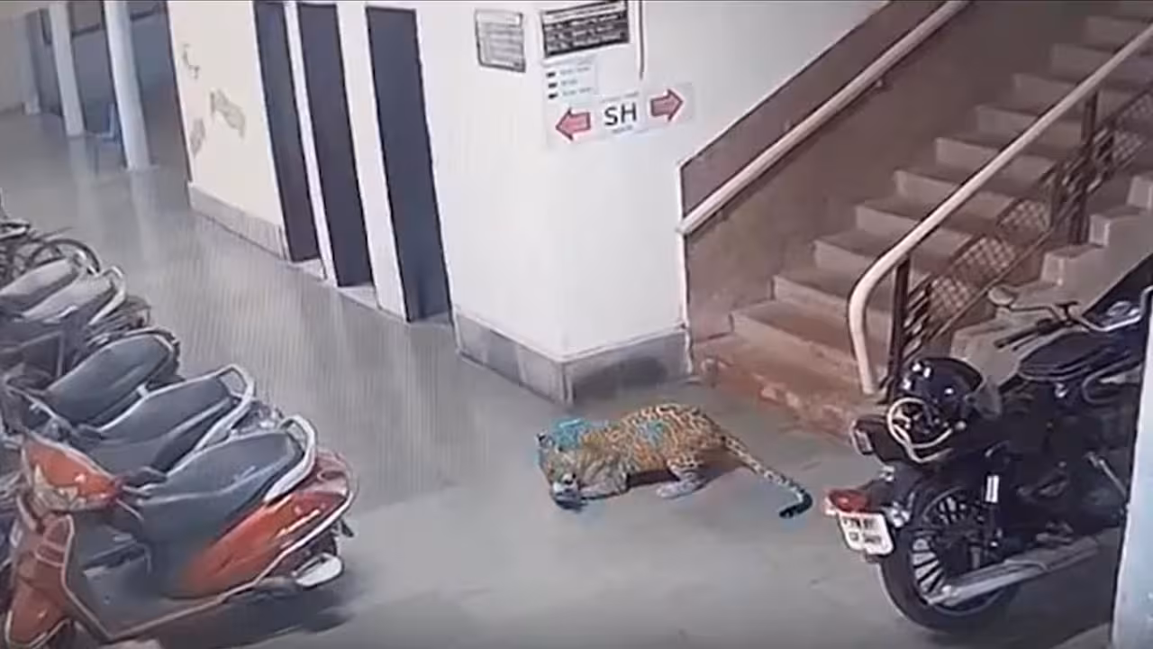 Leopard Attack IIT Bombay | ఐఐటీ బాంబే క్యాంపస్లోకి అర్ధరాత్రి ప్రవేశించిన చిరుత.. వీధి కుక్కను దారుణంగా వేటాడి.. VIDEO