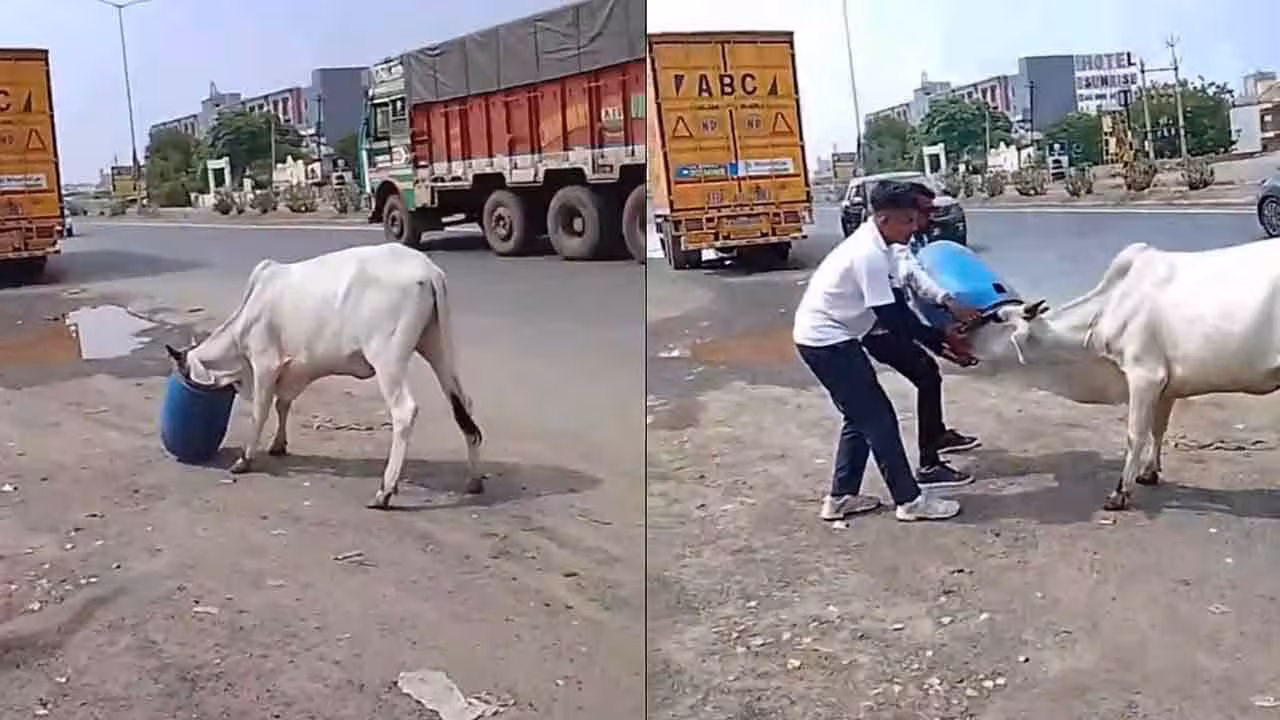Cow | ప్లాస్టిక్ డ్రమ్ములో ఇరుక్కుపోయిన ఆవు తల.. ఓ నిమిషం ఆగమాగం.. వీడియో