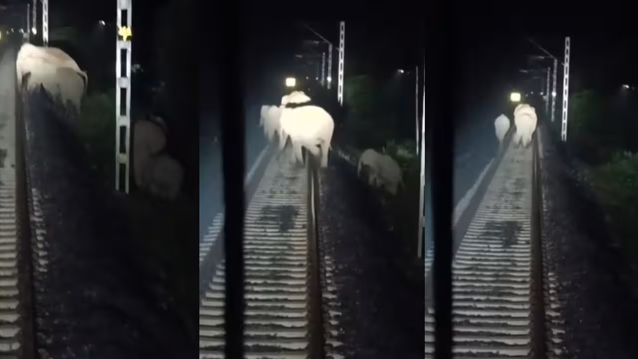 Titabar Mariani Railway Incident | పట్టాలపైకి వచ్చిన ఏనుగుల మంద.. ఎమర్జెన్సీ బ్రేకులతో పెను ప్రమాదాన్ని తప్పించిన లోకో పైలట్లు!