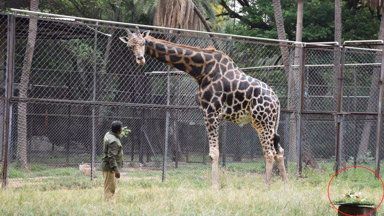 World Giraffe Day | ప్రపంచ జిరాఫీ దినోత్సవం.. హైదరాబాద్ జూలో ‘బన్నీ’ బర్త్డే సెలబ్రేషన్స్