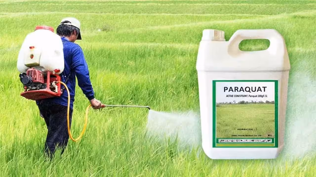 Paraquat | పారాక్వాట్ గడ్డి మందుపై వైద్యుల ఆందోళన.. పూర్తిగా నిషేధించాల్సిందే అంటున్న నిపుణులు..