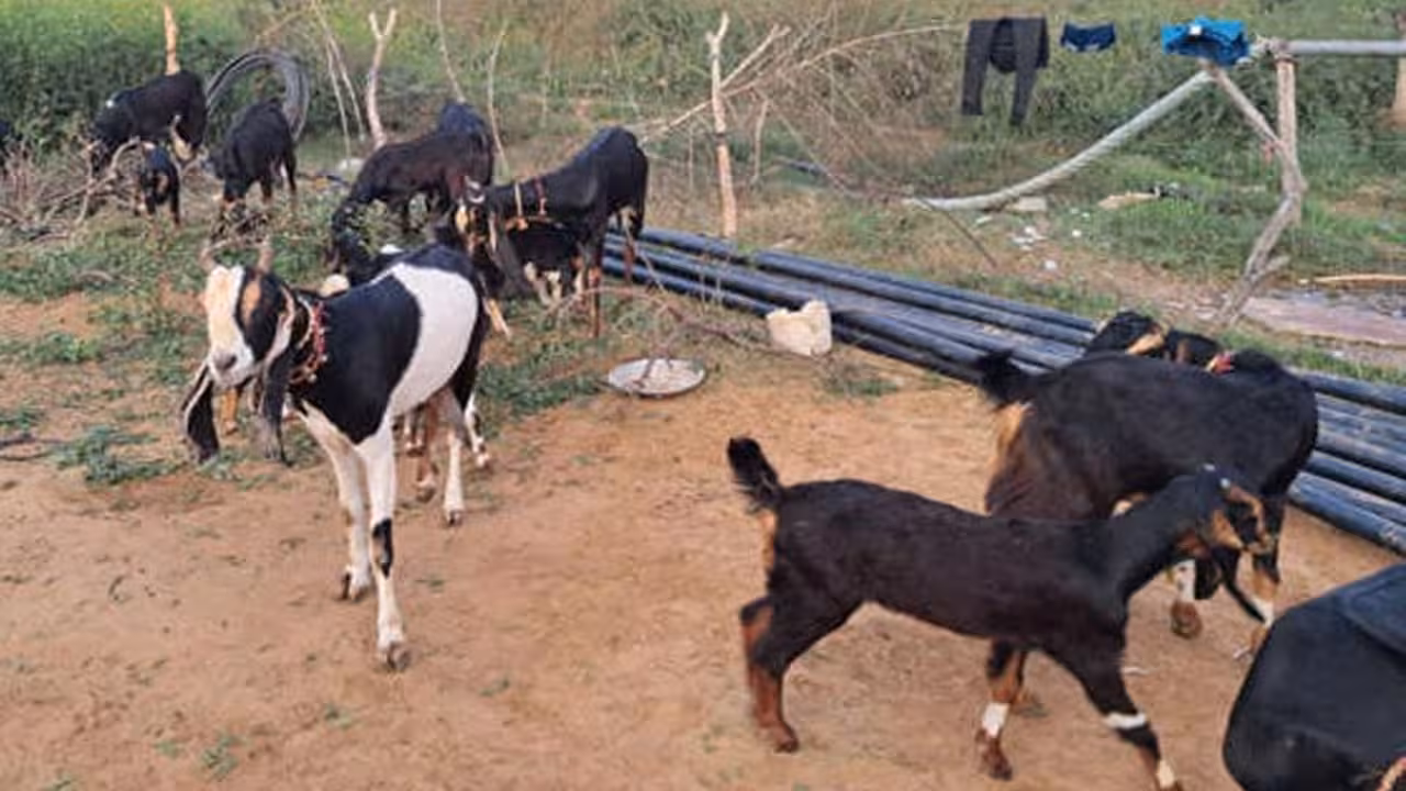Karauli Goat Breed | రైతుల పాలిట కామధేనువు: తక్కువ పెట్టుబడి.. అదిరిపోయే లాభాలు.. డిమాండ్లో ఉన్న రాజస్థాన్ మేక జాతి ఇదే!