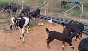 Karauli Goat Breed | రైతుల పాలిట కామధేనువు: తక్కువ పెట్టుబడి.. అదిరిపోయే లాభాలు.. డిమాండ్లో ఉన్న రాజస్థాన్ మేక జాతి ఇదే!
