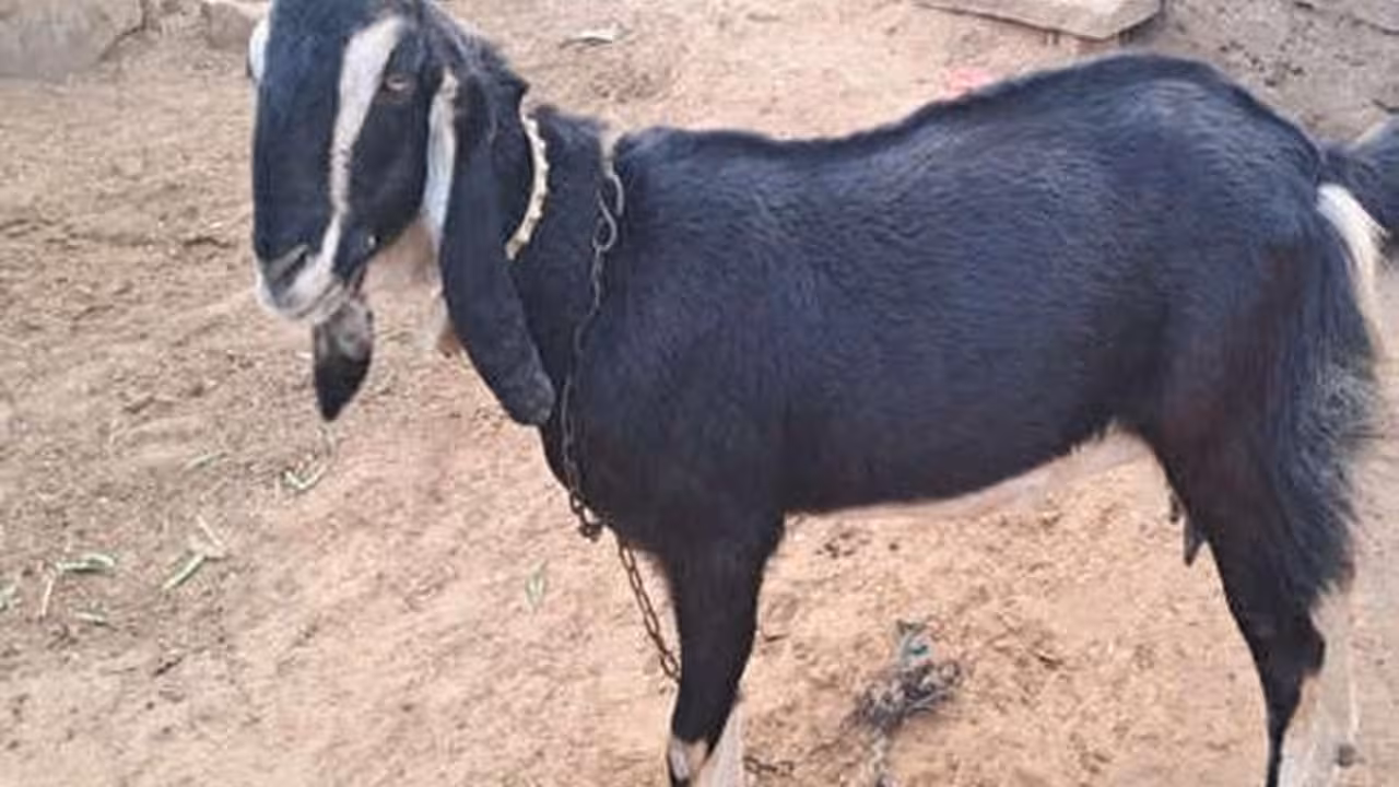 This Rajasthan Karauli Goat Breed Is Making Farmers Rich With High Profits