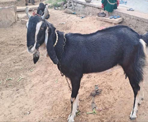 This Rajasthan Karauli Goat Breed Is Making Farmers Rich With High Profits