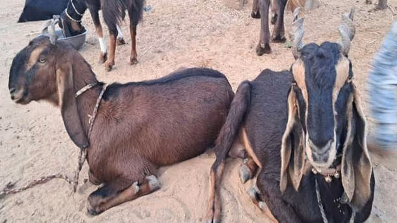 This Rajasthan Karauli Goat Breed Is Making Farmers Rich With High Profits