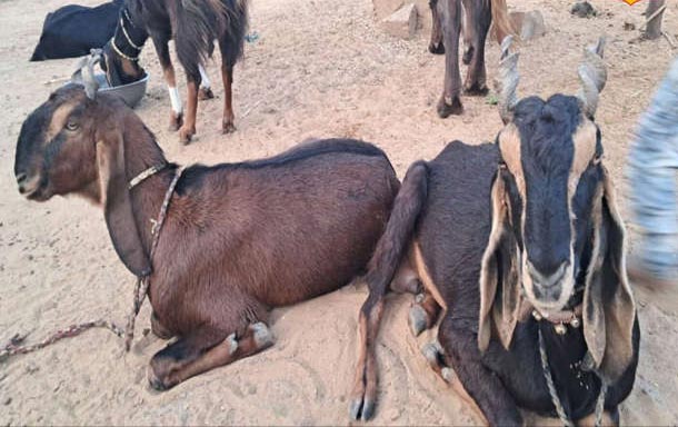 This Rajasthan Karauli Goat Breed Is Making Farmers Rich With High Profits