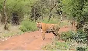 Tiger | అమ్రాబాద్ టైగ‌ర్ రిజ‌ర్వ్‌లో పెద్ద పులులు.. వీడియో