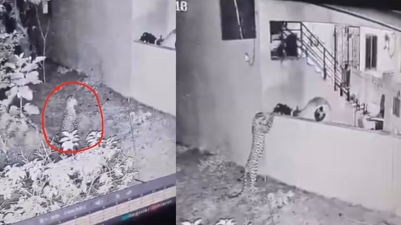 Leopard | ఇంట్లో దూరేందుకు చిరుత యత్నం.. వణికిపోయిన ఫ్యామిలీ