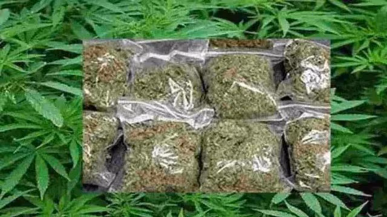 Ganja Seized | రూ.20 లక్షల గంజాయి సీజ్.. రిసీవర్ కోసం పోలీసుల వేట