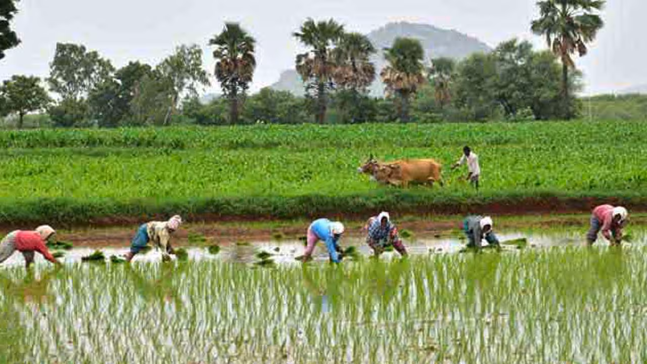 Telangana Agriculture | తెలంగాణలో 10.20 లక్షల ఎకరాలు తగ్గిన సాగు.. మరి వరి సాగు ఎంతో తెలుసా..?