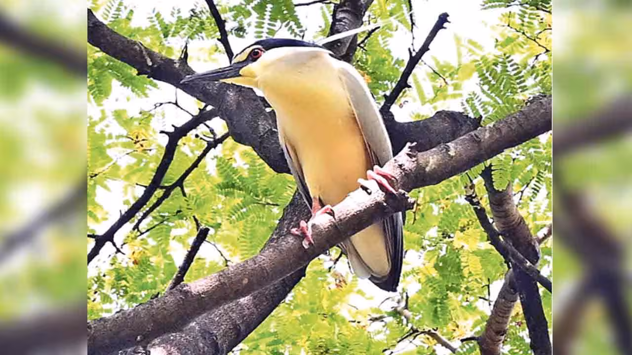 Black-crowned night heron | బాగ్లింగంపల్లి సుందరయ్య పార్కులో అరుదైన పక్షి.. మీరు ఓ కన్నేయండి..!