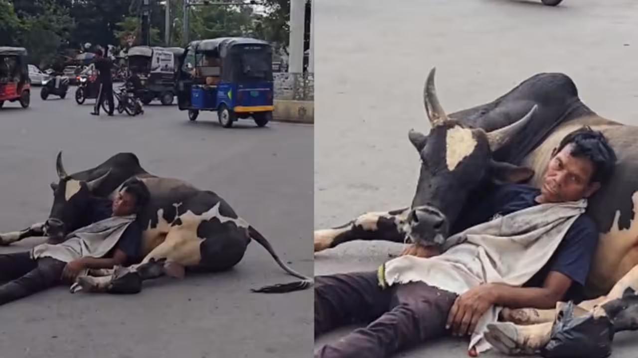 Man Sleeping on Bull | నడి రోడ్డుపై ఎద్దు ఒడిలో హాయిగా నిద్ర.. ఇండియా ఈజ్ నాట్ ఫర్ బిగినర్స్ బ్రో.. వీడియో వైరల్