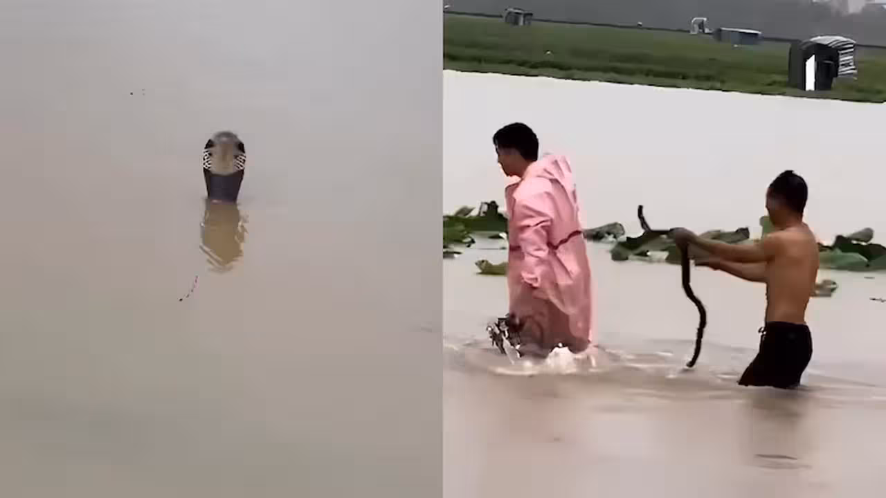 China Floods | చైనాలో వరద బీభత్సం: నీటిలో కొట్టుకొచ్చిన 900 విష సర్పాలు.. పాముకాటుతో మహిళ మృతి