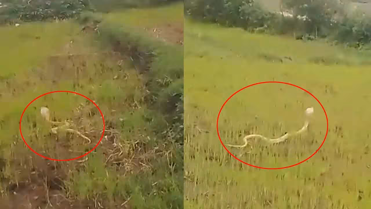 White Cobra | నిర్మల్ జిల్లాలో అరుదైన శ్వేతనాగు ప్రత్యక్షం..