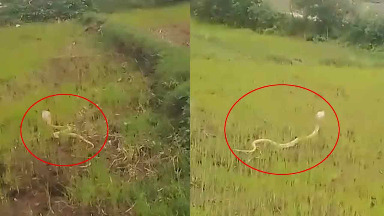 White Cobra | నిర్మల్ జిల్లాలో అరుదైన శ్వేతనాగు ప్రత్యక్షం..