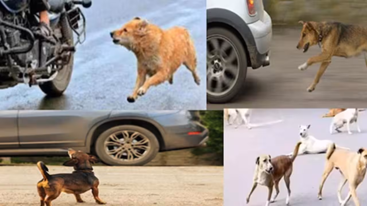 Why Dogs Chase Cars | రోడ్డుపై బైక్ లేదా కారు వెనక కుక్కలు ఎందుకు పరుగెడతాయి? దీని వెనుక ఉన్న అసలు సీక్రెట్ ఇదే!