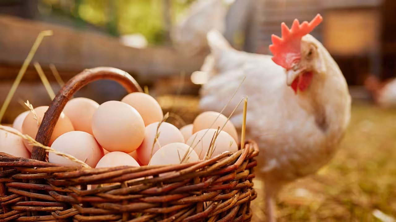 Eggs Prices | హైదరాబాద్లో కొండెక్కిన కోడిగుడ్ల ధరలు.. డజన్ రూ. 100 పైనే..!