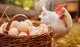 Eggs Prices | హైదరాబాద్లో కొండెక్కిన కోడిగుడ్ల ధరలు.. డజన్ రూ. 100 పైనే..!