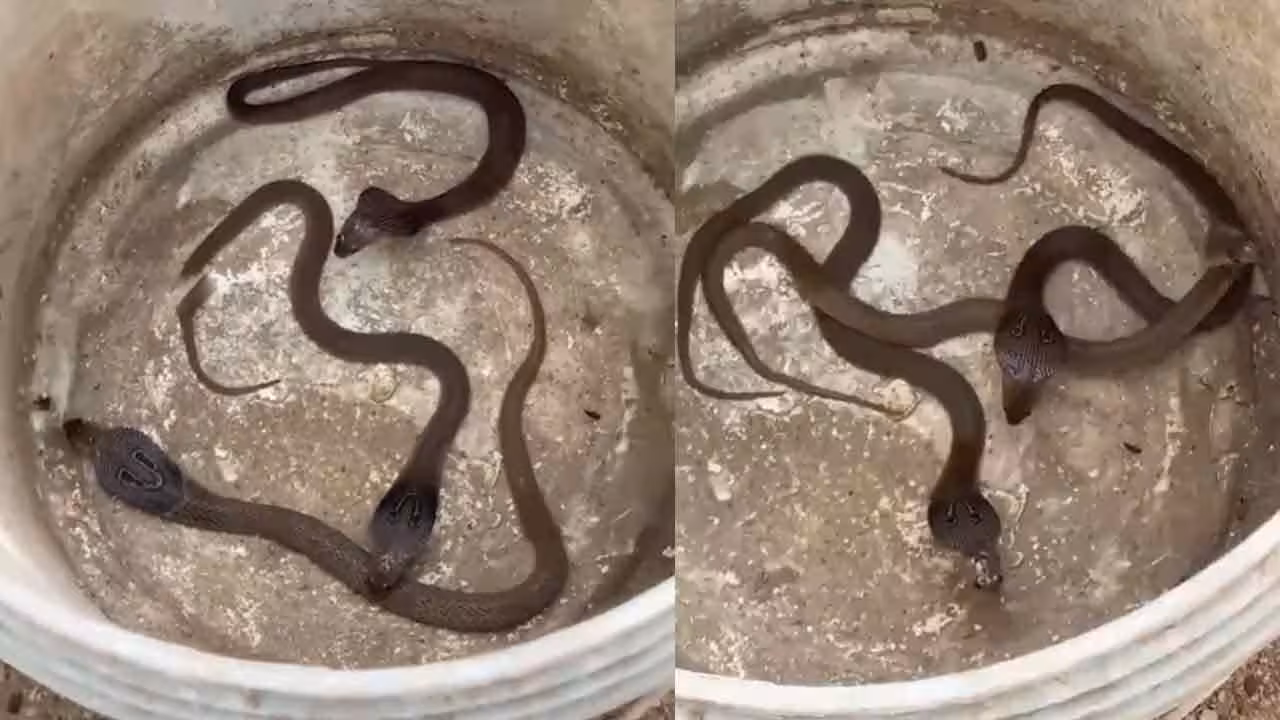 King Cobra | మధురానగర్ పోలీసు స్టేషన్లో నాగుపాము పిల్లలు.. షాకైన ఖాకీలు