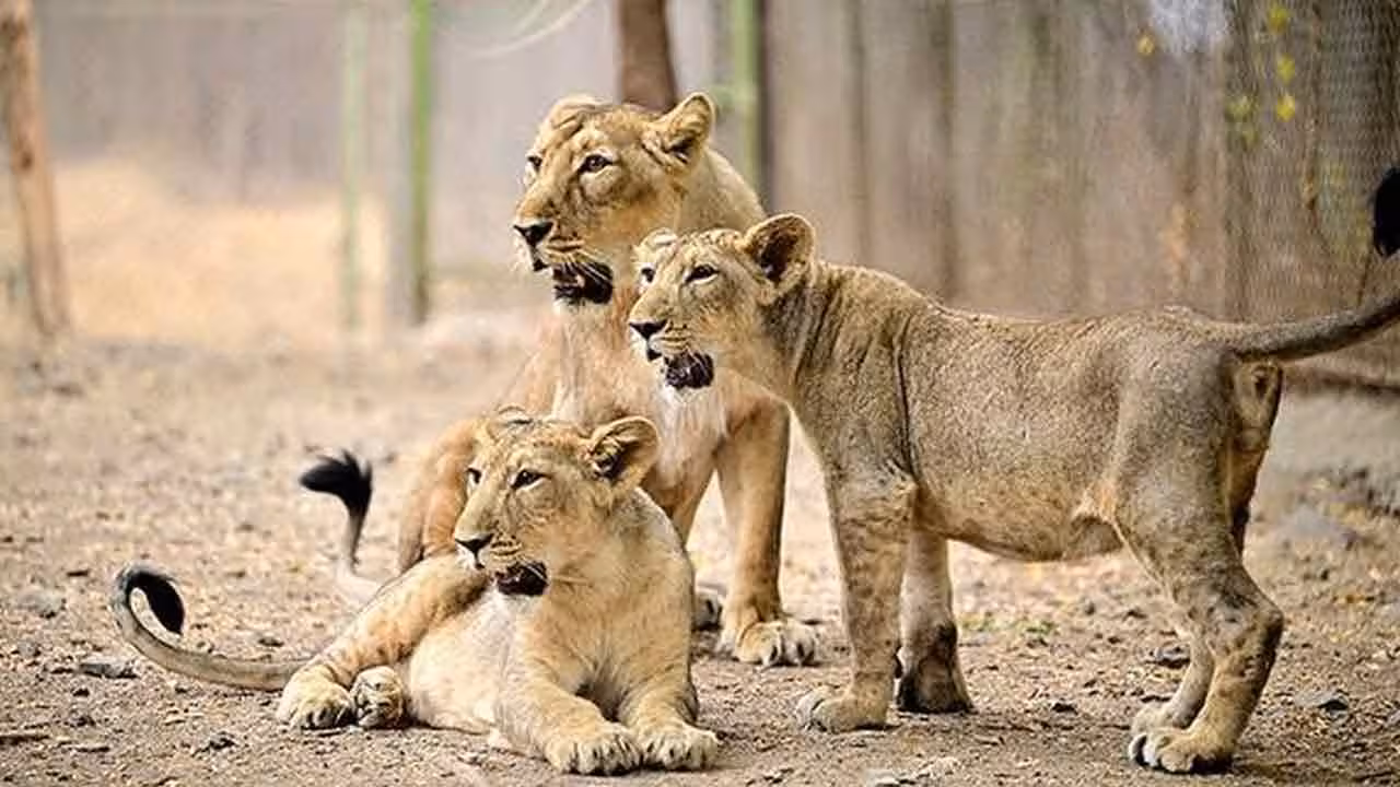 Lion | 11 ఏళ్ల బాలుడిని చంపిన సింహాం.. ఆపై మృగరాజుకు వాంతులు
