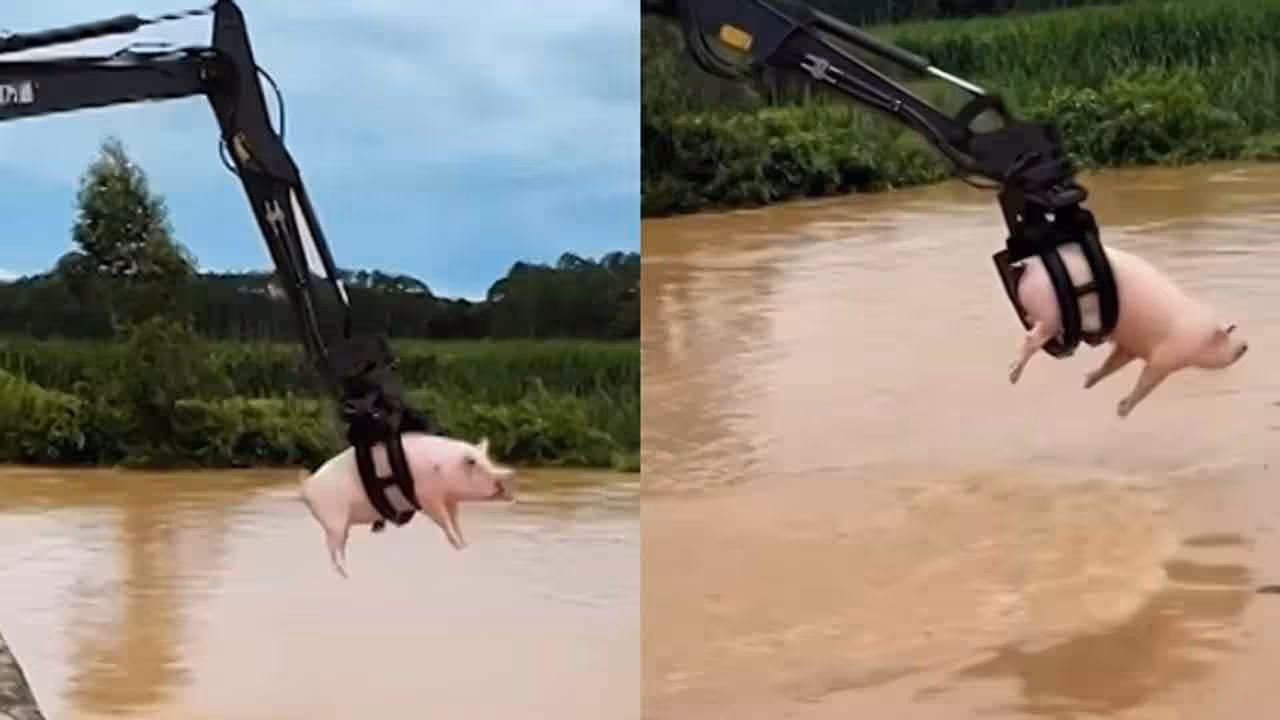 Pigs | వరద నీటిలో పందులు విలవిల.. ప్రాణాలతో కాపాడిన చైనీయులు..