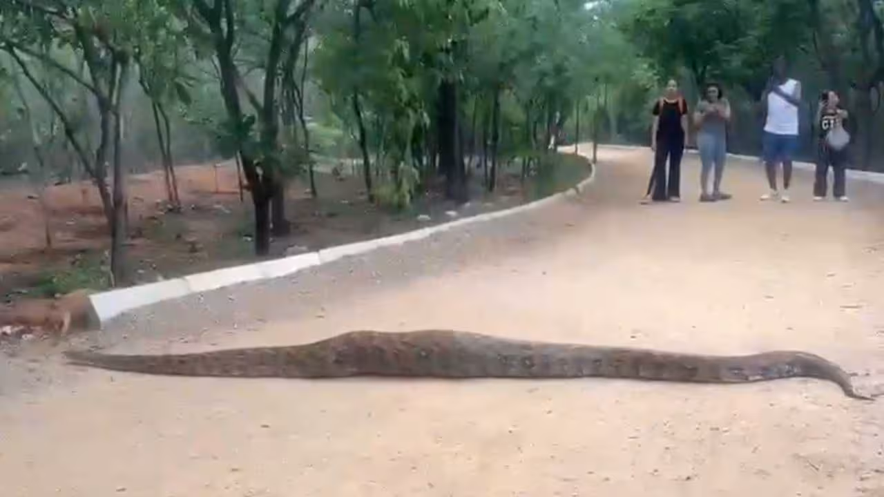Python | కేబీఆర్ పార్కులో 20 అడుగుల భారీ కొండచిలువ.. Video