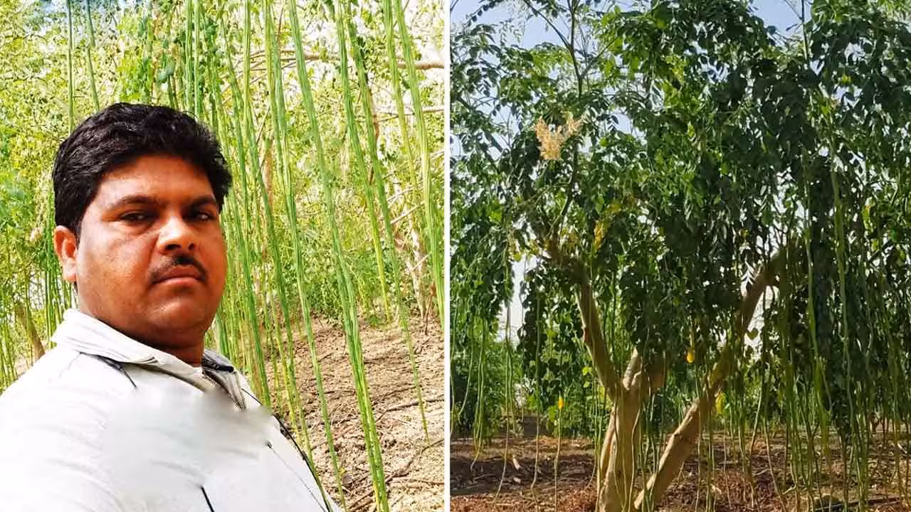 Drumstick Business | మునగకాయల వ్యాపారం.. ఏడాదికి రూ. 2.25 కోట్లు సంపాదిస్తున్న యువకుడు