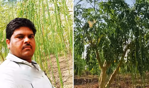 Drumstick Business | మున‌గకాయ‌ల వ్యాపారం.. ఏడాదికి రూ. 2.25 కోట్లు సంపాదిస్తున్న యువ‌కుడు