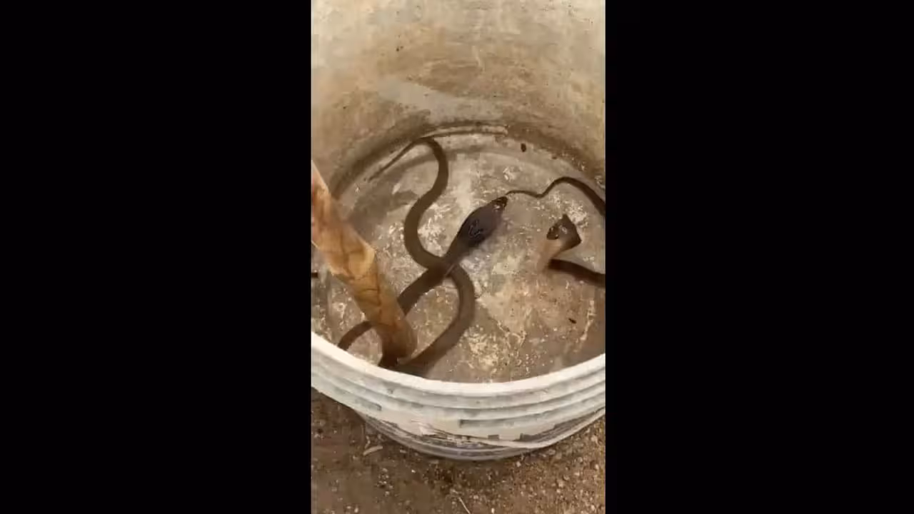 Snakes | పోలీస్ స్టేషన్లో నాగుపాము పిల్లలు.. బంధించిన సిబ్బంది.. వీడియో