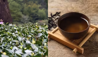World's Most Expensive Tea | ప్రపంచంలోనే అత్యంత ఖరీదైన టీ.. కిలో ధర రూ.9 కోట్లు.. దీన్ని చైనా ఎందుకు బ్యాన్ చేసిందంటే?
