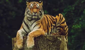 International Tiger Day | దేశంలో పులులు 3,682