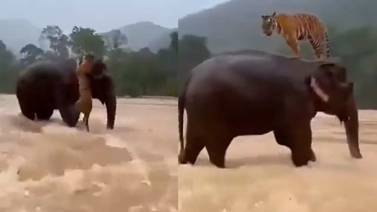 Fact Check Elephant Saving Tiger | వరదల్లో పులిని కాపాడిన ఏనుగు : మూగ జీవాలకూ భావోద్వేగాలు.. కానీ అసలు ట్విస్ట్ తెలిస్తే షాకే!