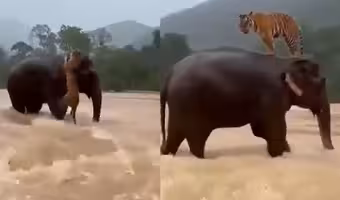 Fact Check Elephant Saving Tiger | వరదల్లో పులిని కాపాడిన ఏనుగు : మూగ జీవాలకూ భావోద్వేగాలు.. కానీ అసలు ట్విస్ట్ తెలిస్తే షాకే!