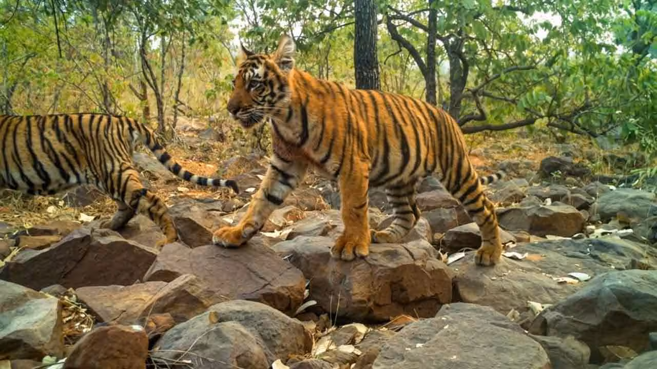 Tiger Reserve Zones | తెలంగాణలో పులుల సంతానోత్పత్తి..! జనసంచారంపై నిషేధం..!!