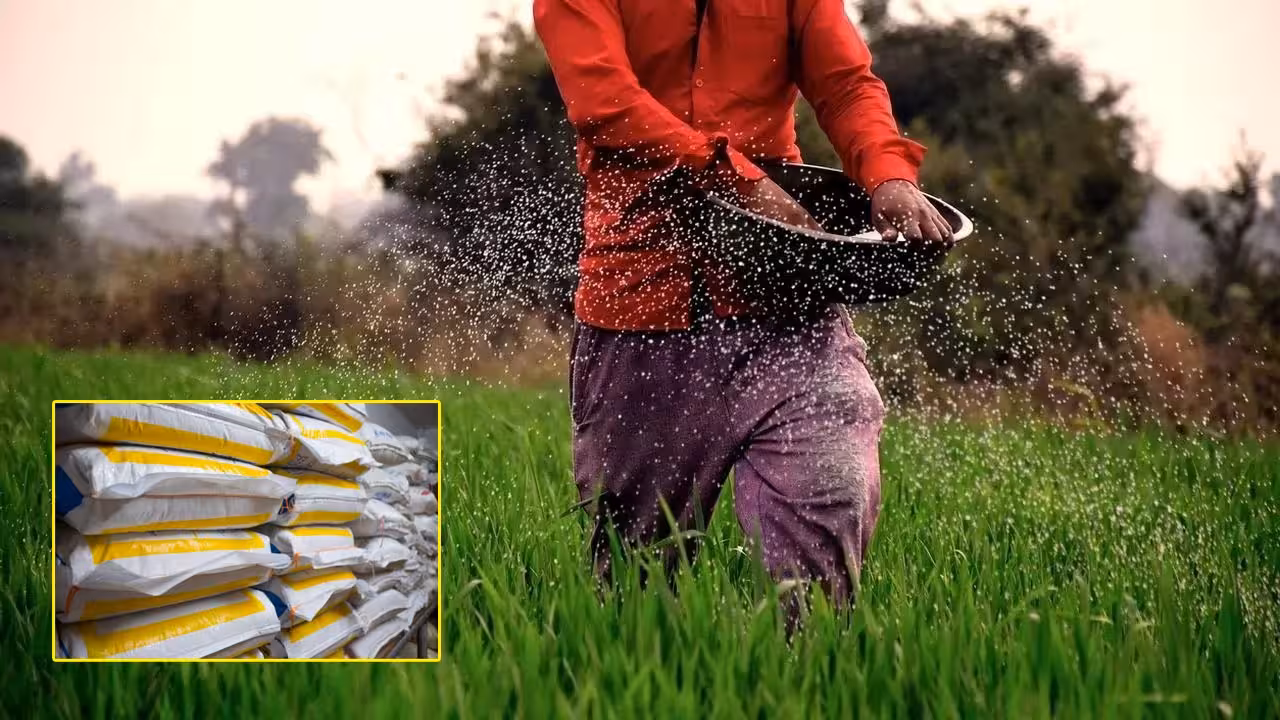 Fertilizer | తెలంగాణలో ఎరువుల కొరత లేదు.. వెల్లడించిన కేంద్ర ప్రభుత్వం